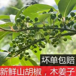 新鲜木姜子野生干山胡椒现摘现发木酱子木江子山苍子调味料包邮