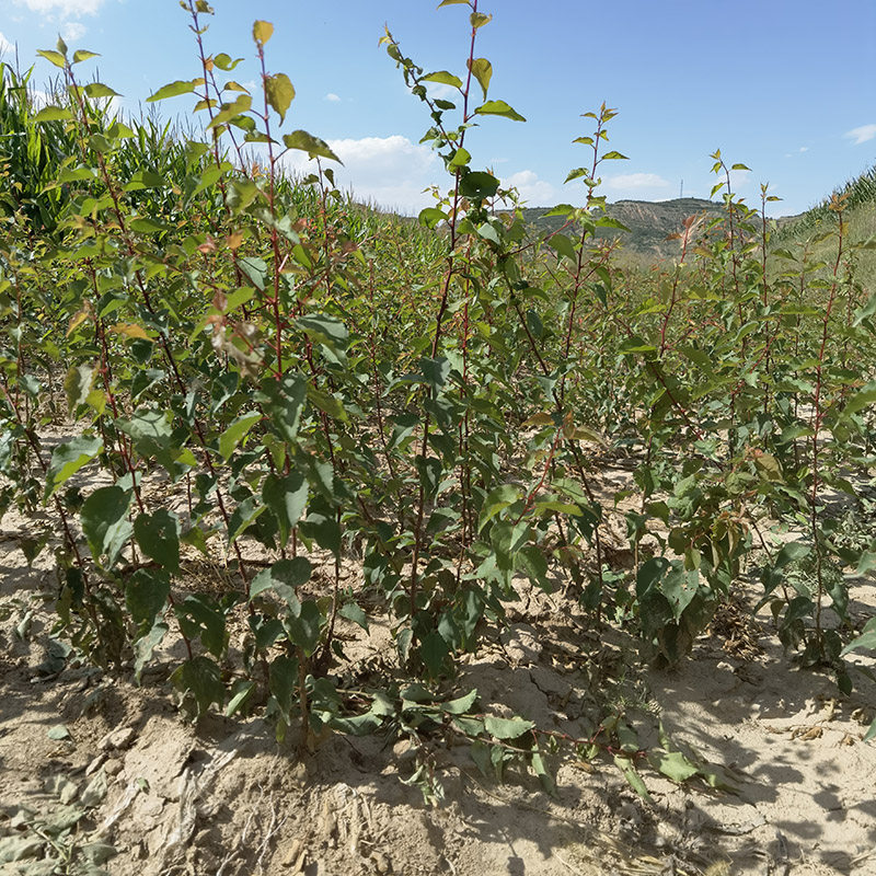 山杏苗仁用杏果树苗 药用山杏砧木树苗 杏树实生苗野生苦杏仁树苗