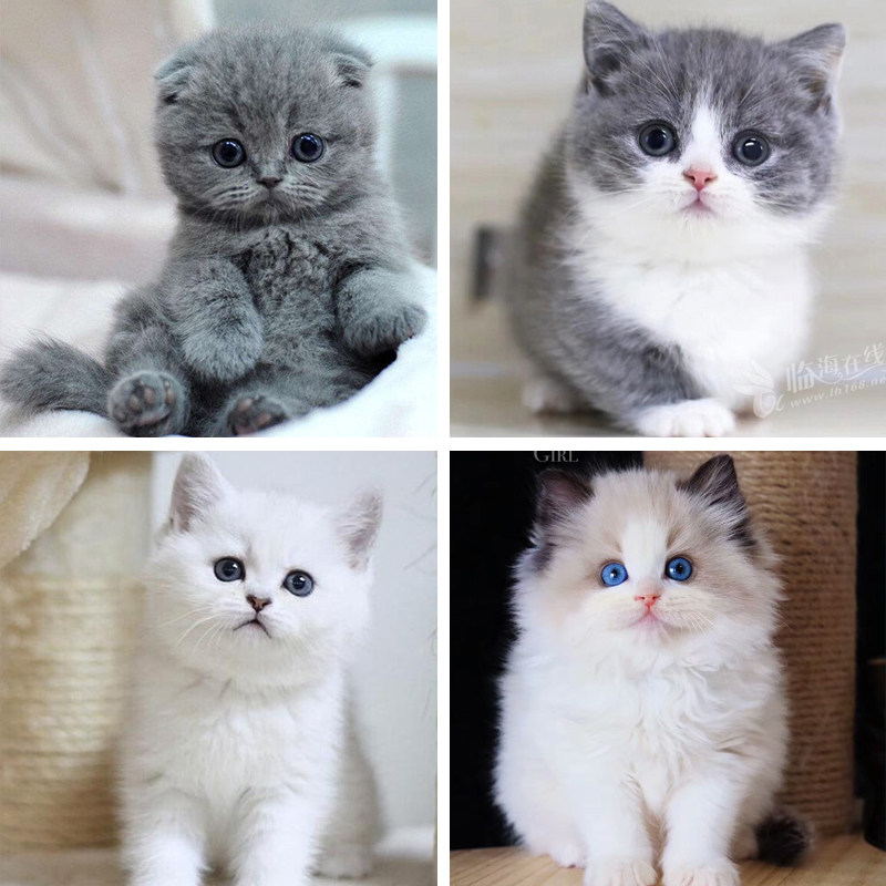 幼崽小型好养纯种蓝白英短橘猫