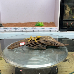 紫柚木74号长35宽10高7