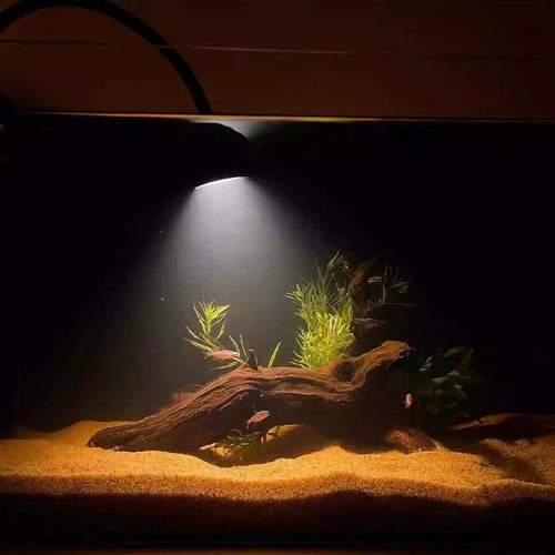 鱼缸造景沉木紫柚攀爬木南美缸