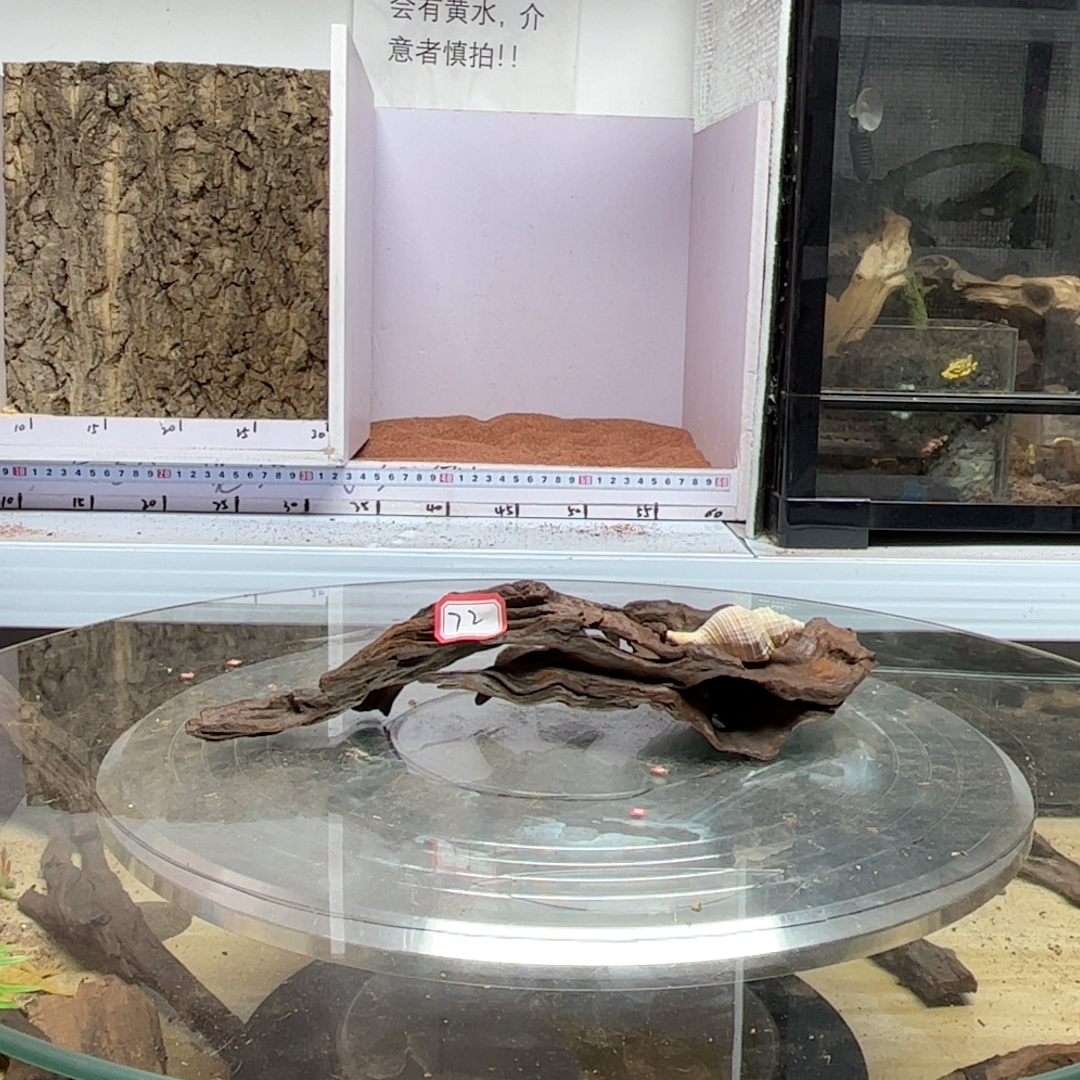 紫柚木72号长27宽11高6