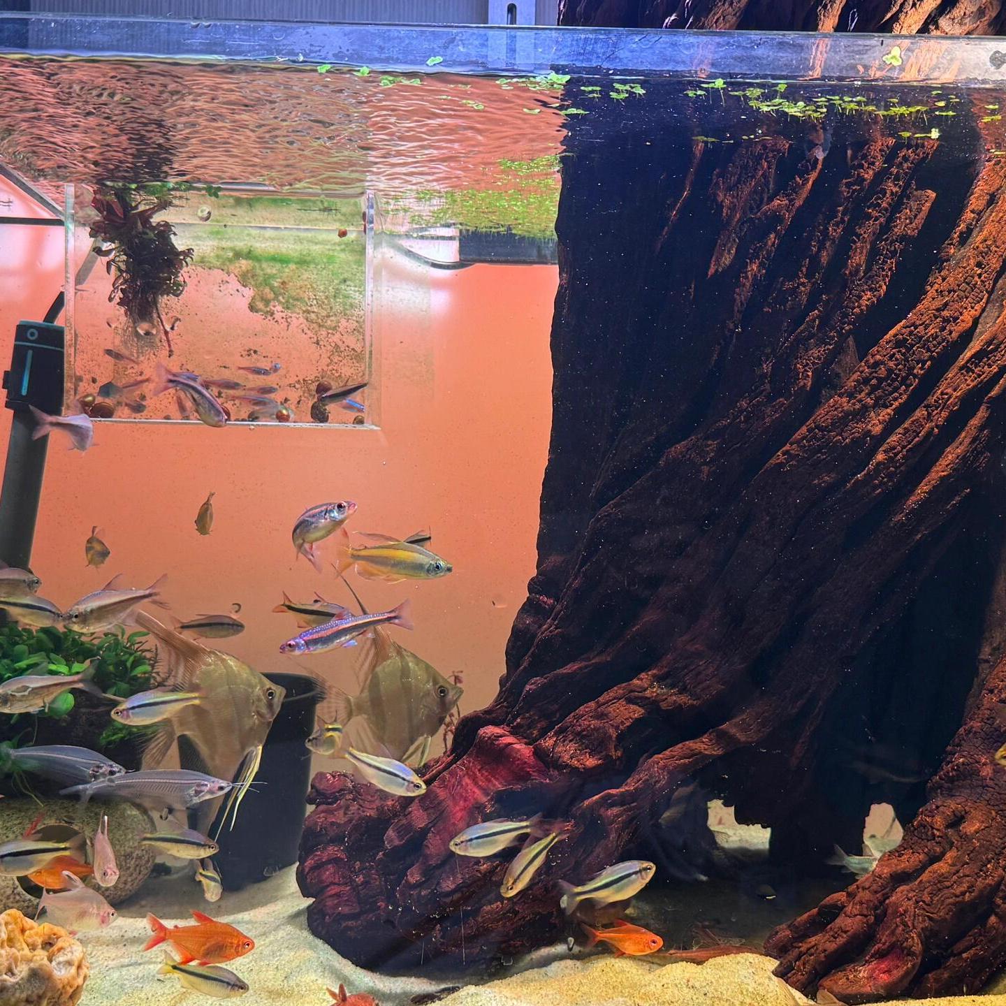 树桩沉木秒沉水南美草缸溪流造景