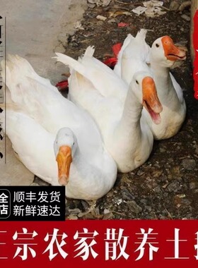 微山湖散养鹅新鲜现杀老鹅大白鹅大鹅肉草鹅土鹅肉活鹅鹅肝肠生鲜