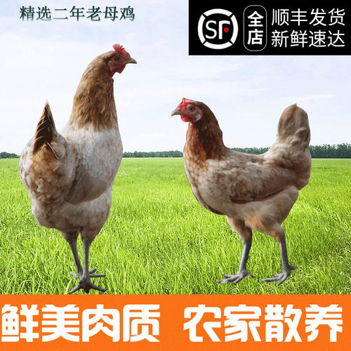 农家散养新鲜老母鸡满2只包邮