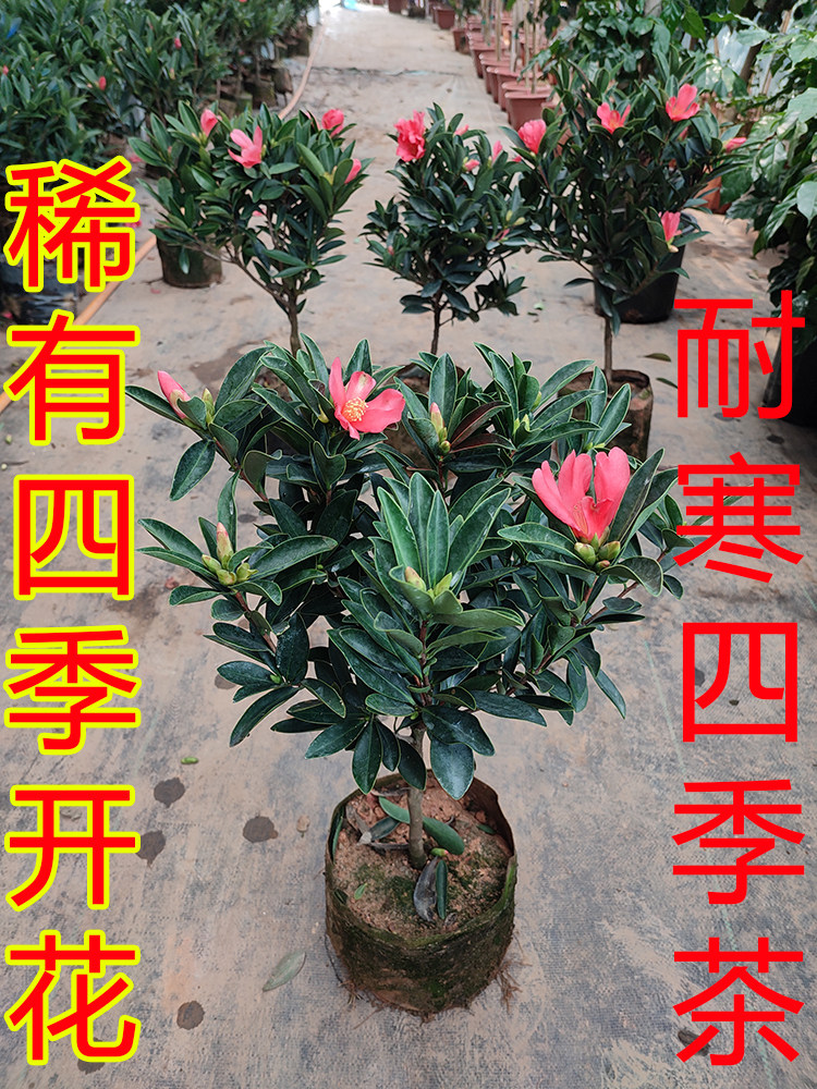 四季杜鹃红山茶花四季开花高山杜鹃茶花室内盆栽庭院绿植名贵花卉