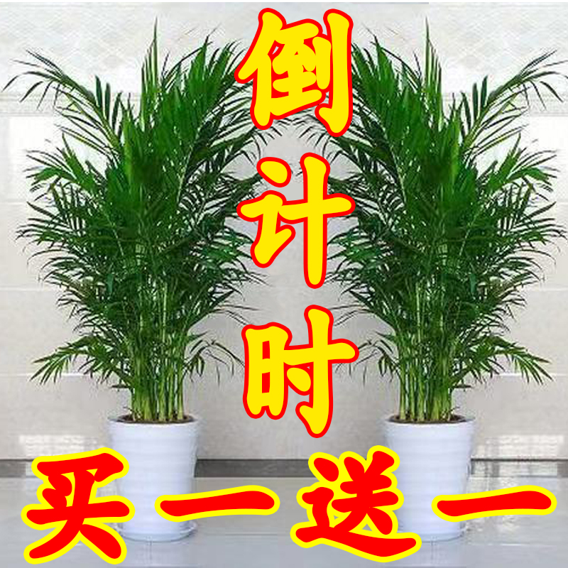 网红散尾葵客厅大型绿植散尾葵室内盆栽植物袖珍椰子绿植凤尾竹大 鲜花速递/花卉仿真/绿植园艺 大型绿植/成品组合盆栽 原图主图