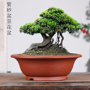 宜兴紫砂花盆陶瓷绿植盆栽大号金弹子黄杨老桩盆景专用花盆特价