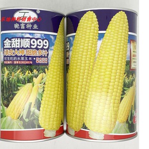 晓富黄甜玉米种子大棒