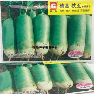 德高秋玉水果萝卜种籽高产耐寒秋冬播甜脆青皮青肉青萝卜种子