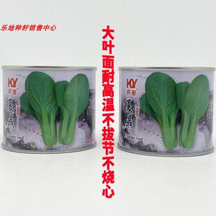 开岩 夏花杂交青梗菜种籽高产耐热耐湿大叶面深绿夏季上海青种子