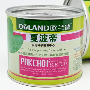 欧兰德夏波帝青梗菜种籽高产耐热耐湿不拔节夏季油亮上海青种子