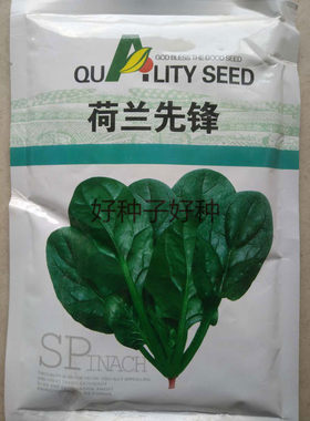 荷兰先锋荷兰帝王菠菜种子早熟高产抗热圆叶菠菜子四季蔬菜包邮