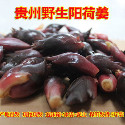贵州阳荷姜新鲜洋荷姜阳荷姜新鲜野生洋河阳和姜洋火阳藿嫩姜蔬菜