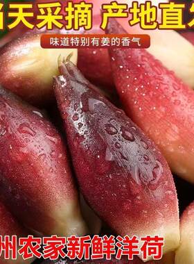 贵州新鲜阳荷姜高山洋荷