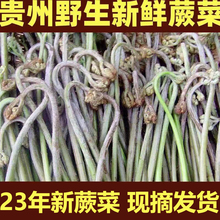 产地直销 包邮 贵州野生新鲜蕨菜龙爪菜甜蕨应季 蔬菜野菜现摘