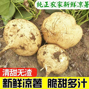 凉薯新鲜现挖农家当季蔬菜即食白地瓜农家沙葛贵州地萝卜