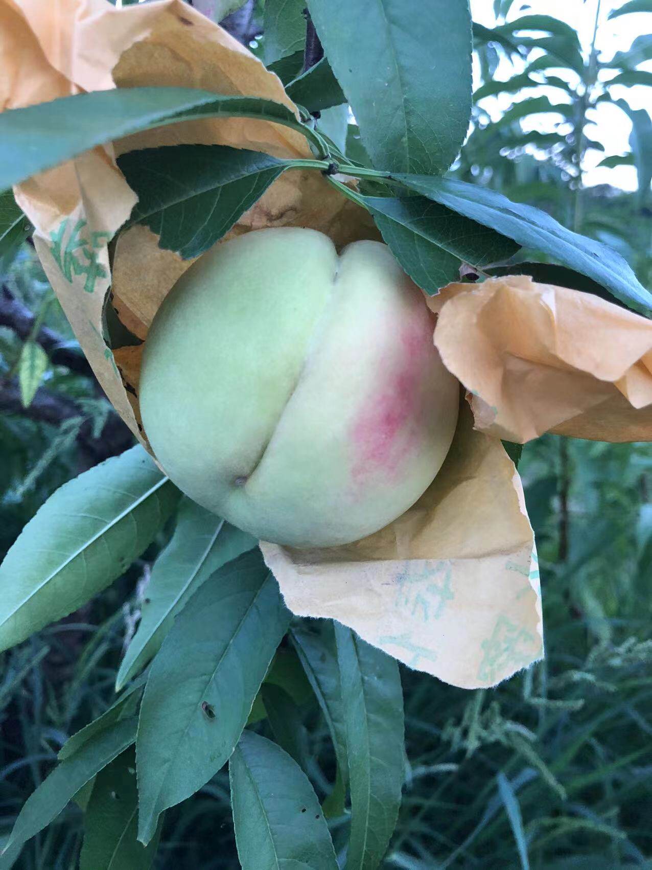 奉化水蜜桃良方时令新鲜水果香甜多汁应季现摘现发特价处理