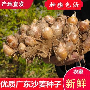 沙姜种种子姜苗广东新鲜生姜沙姜正宗茂名化州南盛电白沙姜种植苗