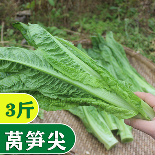 新鲜莴笋莴笋尖莴笋叶新凤尾