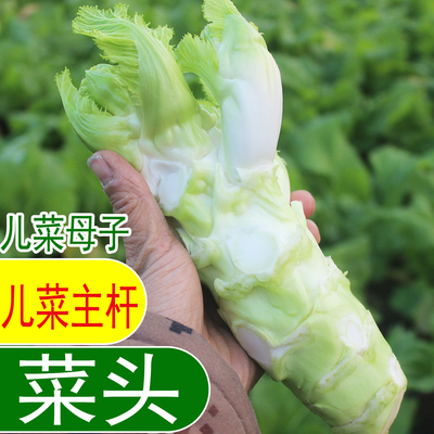 四川新鲜蔬菜娃娃菜儿菜主杆妈妈菜儿菜母菜大杆菜