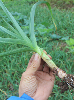 现挖新鲜青蒜苗红皮青梗大蒜苗红根蒜苗本地蒜苗新鲜蔬菜3斤5斤