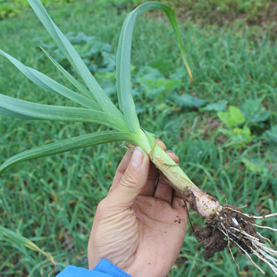 现挖新鲜青蒜苗红皮青梗大蒜苗红根蒜苗本地蒜苗新鲜蔬菜3斤5斤
