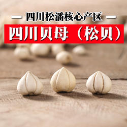 【2026新货】精选川贝母川西松贝四川阿坝松潘尖贝怀中抱月可磨粉