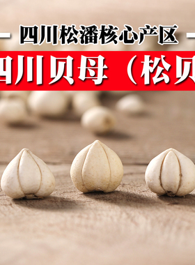 【新货】精选川贝母川西松贝四川阿坝松潘尖贝怀中抱月50克可磨粉