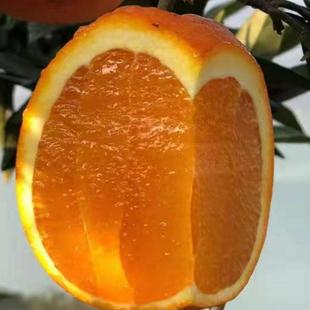 重庆锦橙鹅蛋柑新鲜榨汁10斤广柑酸甜泡酒薄皮农家田园手剥包邮