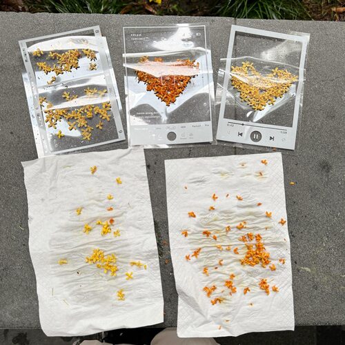 书签手工压花材料包多功能桂花