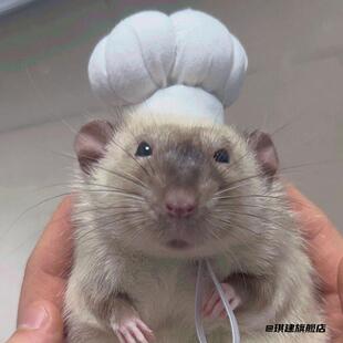 金丝熊仓鼠配饰花枝鼠小宠物拍照神器帽子小帽子配件可爱厨师装饰