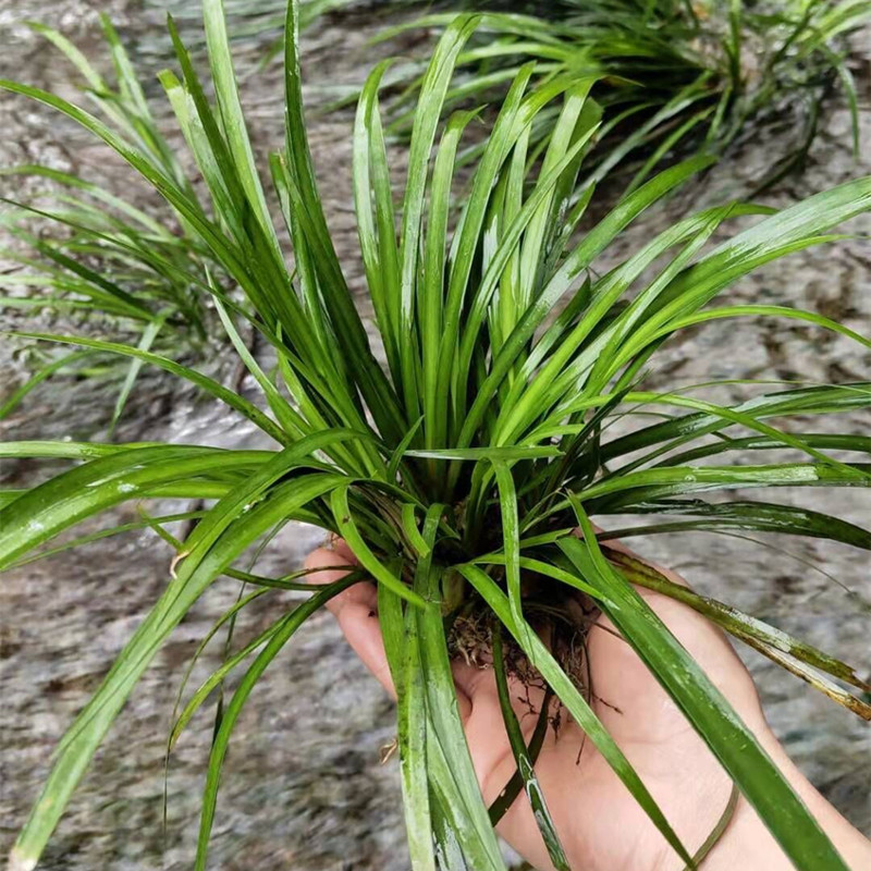 买1送1石菖蒲可选附石菖蒲草虎须水培香昌蒲盆景栽植物绿植金线花