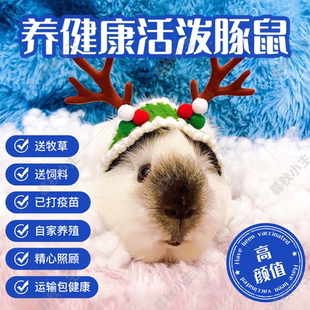 暮秋小主荷兰猪活物宠物加州豚鼠天竺鼠小宠物无毛小河马活体