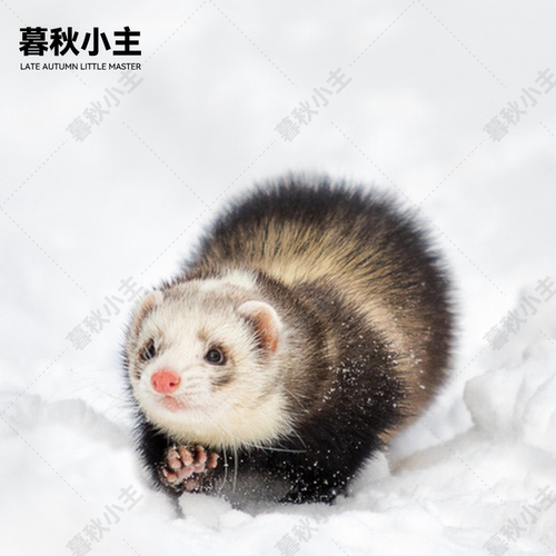 暮秋小主小龙貂雪貂活体宝拉格宠物雪貂幼崽活物亲人好养生日礼物