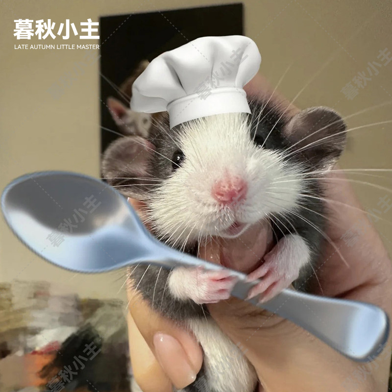 暮秋小主花枝鼠活体易养小宠物宿舍网红学生儿童萌宠家养健康卫生