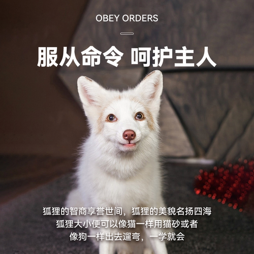 智商超高狐狸宠物暮秋小主会定点