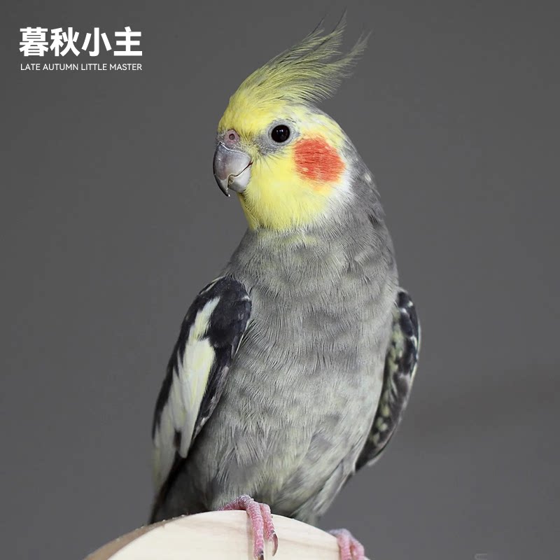 暮秋小主虎皮鹦鹉活体黄化玄凤鹦鹉鸟活物家养小型会说话幼鸟活体