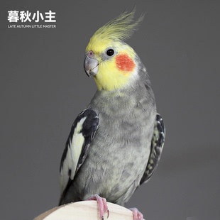 暮秋小主虎皮鹦鹉活体黄化玄凤鹦鹉鸟活物家养小型会说话幼鸟活体