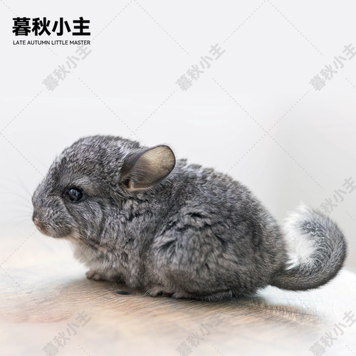 颜色齐全龙猫宝宝暮秋小主送礼物