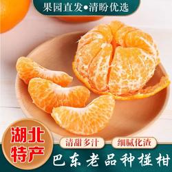 【顺丰包邮】湖北巴东正宗雷家坪椪柑/清江宜昌上游芦柑胖柑老树