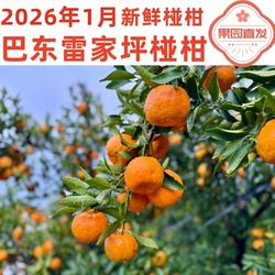 湖北恩施巴东县雷家坪椪柑应季水果现摘胖柑孕妇桔子自家果园芦柑