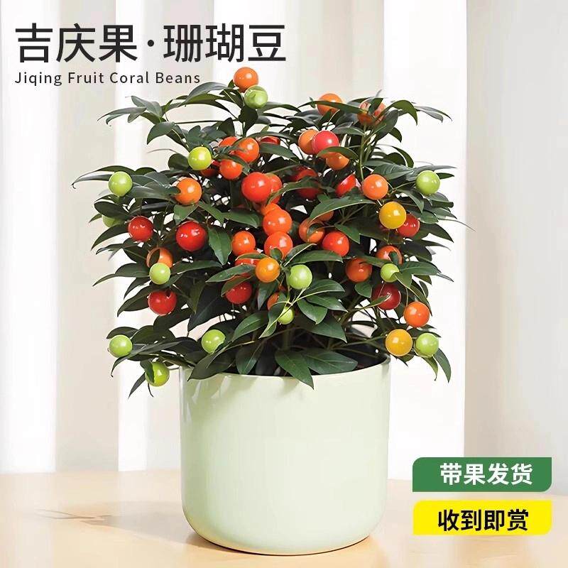 客厅花卉观果植物看樱桃办公室