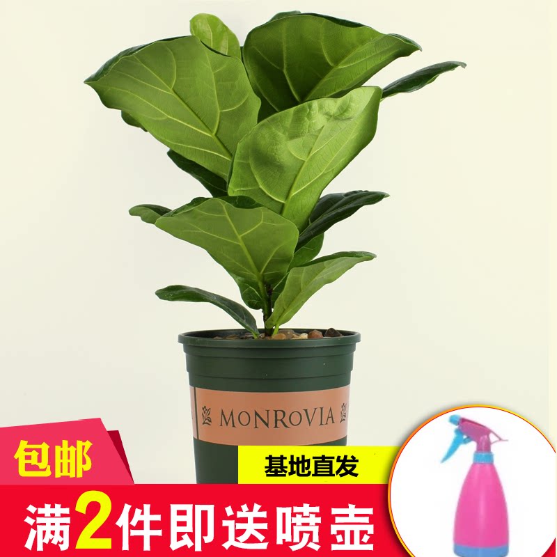 琴叶榕北欧风格大叶橡皮榕客厅大型植物绿植花卉盆栽琴叶榕吸甲醛