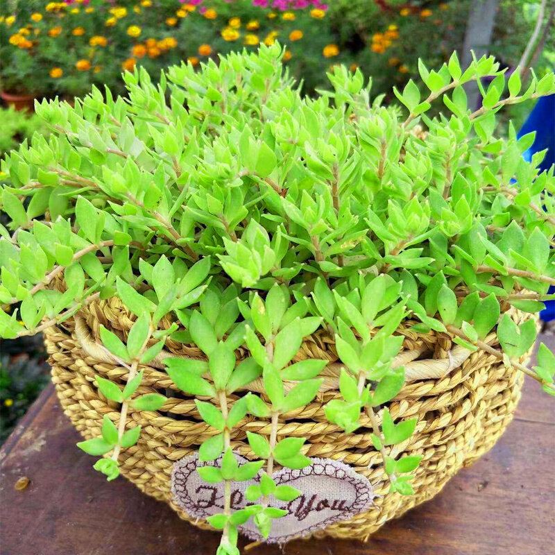 正宗垂盆草中药材盆栽食用养肝护肝植物四季常青吊兰耐寒阳台驱蚊