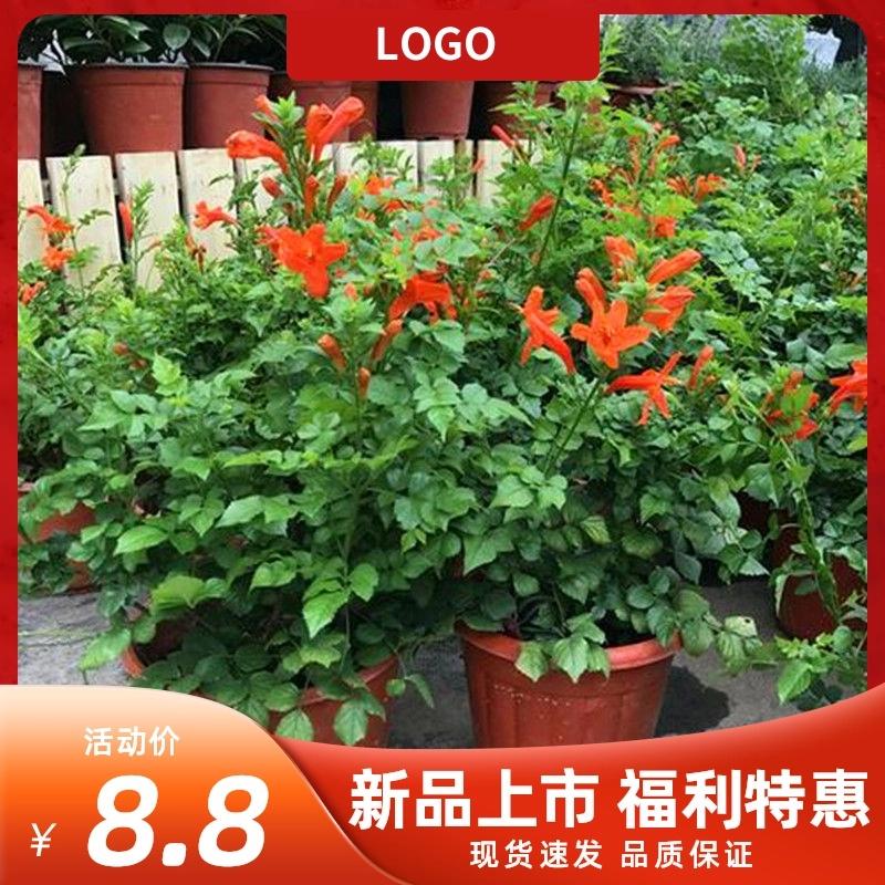 凌霄盆栽直立凌霄爬藤凌霄大苗老桩多年生木本阳台庭院耐热寒花卉