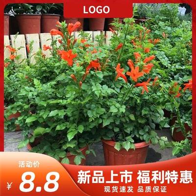 凌霄盆栽直立凌霄爬藤凌霄大苗老桩多年生木本阳台庭院耐热寒花卉