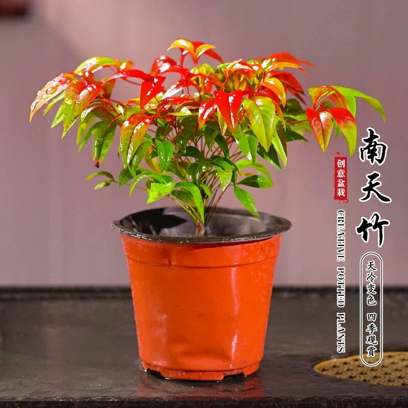 火焰南天竹盆栽观叶小盆景好养易活耐寒绿植书房茶桌禅意微景观
