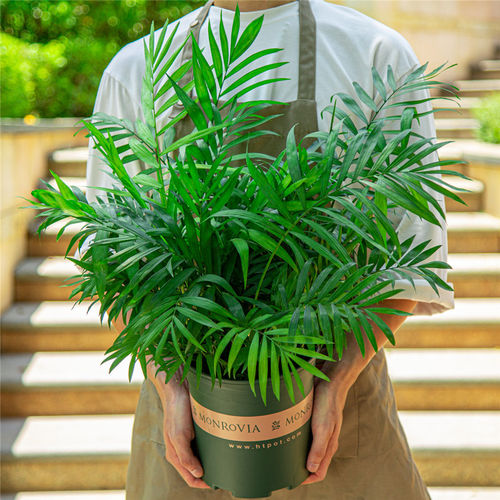 绿植散尾葵北欧风格卧室