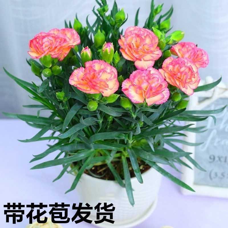 康乃馨带花发货四季开花室内客厅观赏型浓香型花卉鲜花盆栽易成活